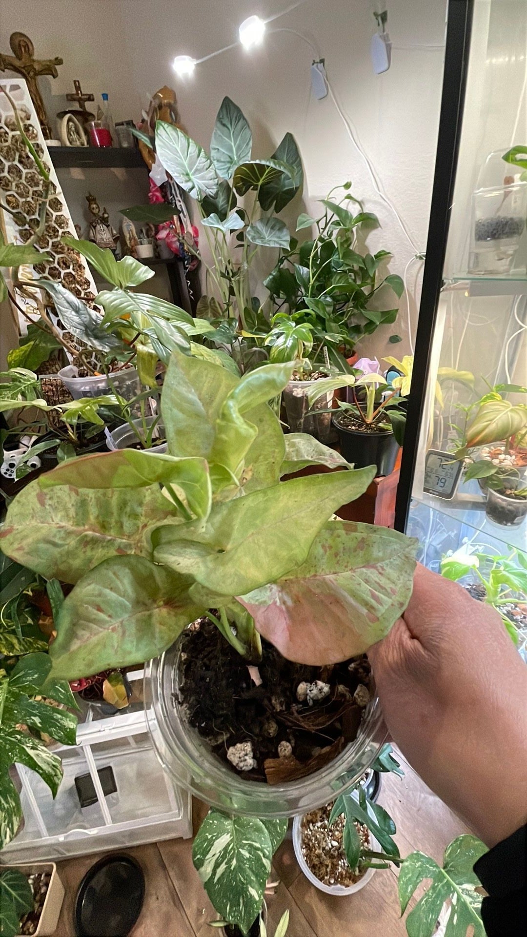 Syngonium Milk Confetti