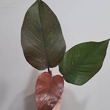 Philodendron "Orange Princess" / sp. 'Sunspot' variegated 2.5"