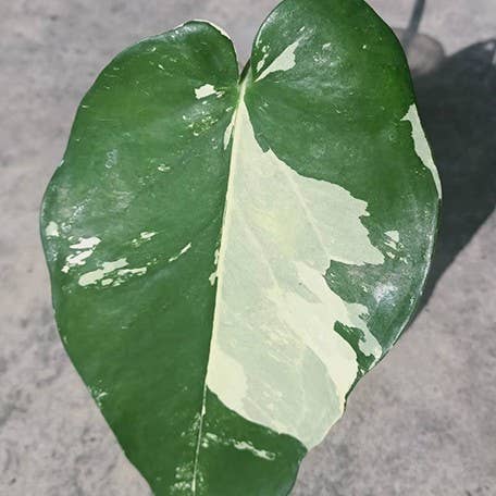 Syngonium Chiapense Variegated