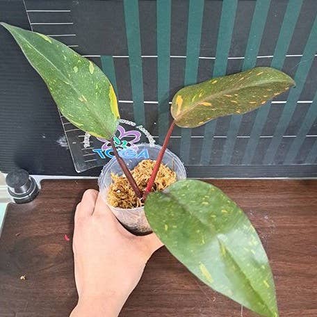 Philodendron "Orange Princess" / sp. 'Sunspot' variegated 2.5"