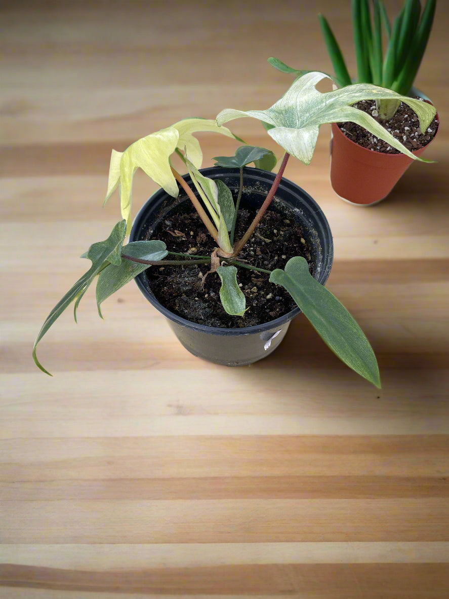 philodendron florida ghost mint Florida Ghost Mint – Bernie.D Plants & More