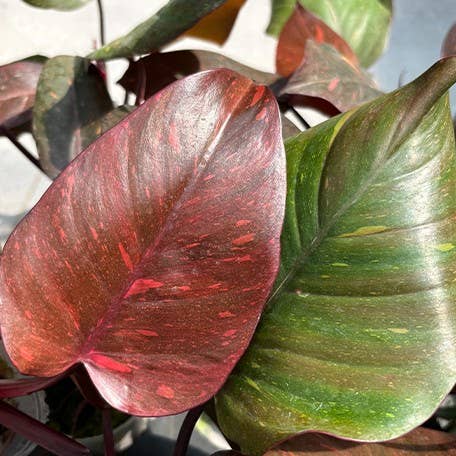 Philodendron "Orange Princess" / sp. 'Sunspot' variegated 2.5"