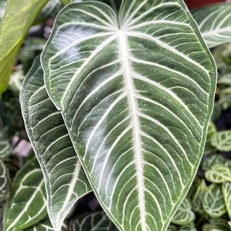 Anthurium Villenaorum