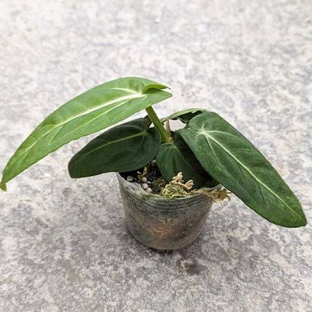Anthurium Villenaorum