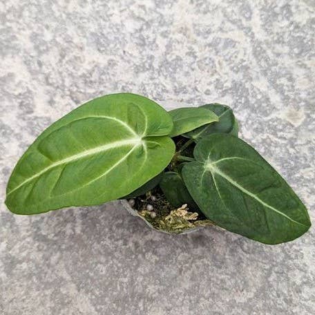 Anthurium Villenaorum