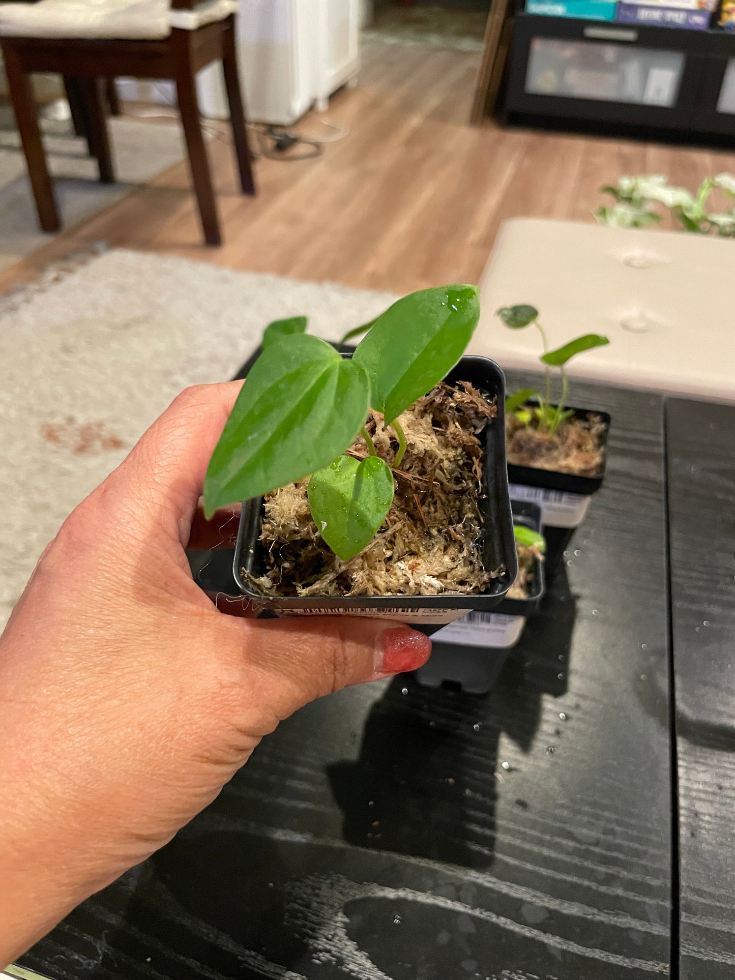 Anthurium "Queen Of Hearts"