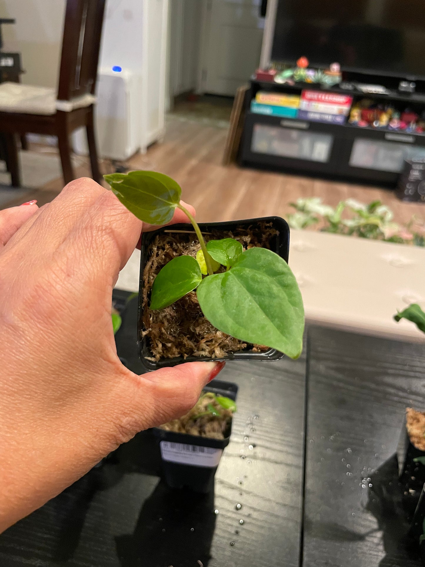 Anthurium "Queen Of Hearts"