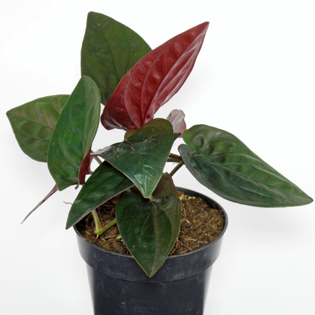 Syngonium Red Arrow