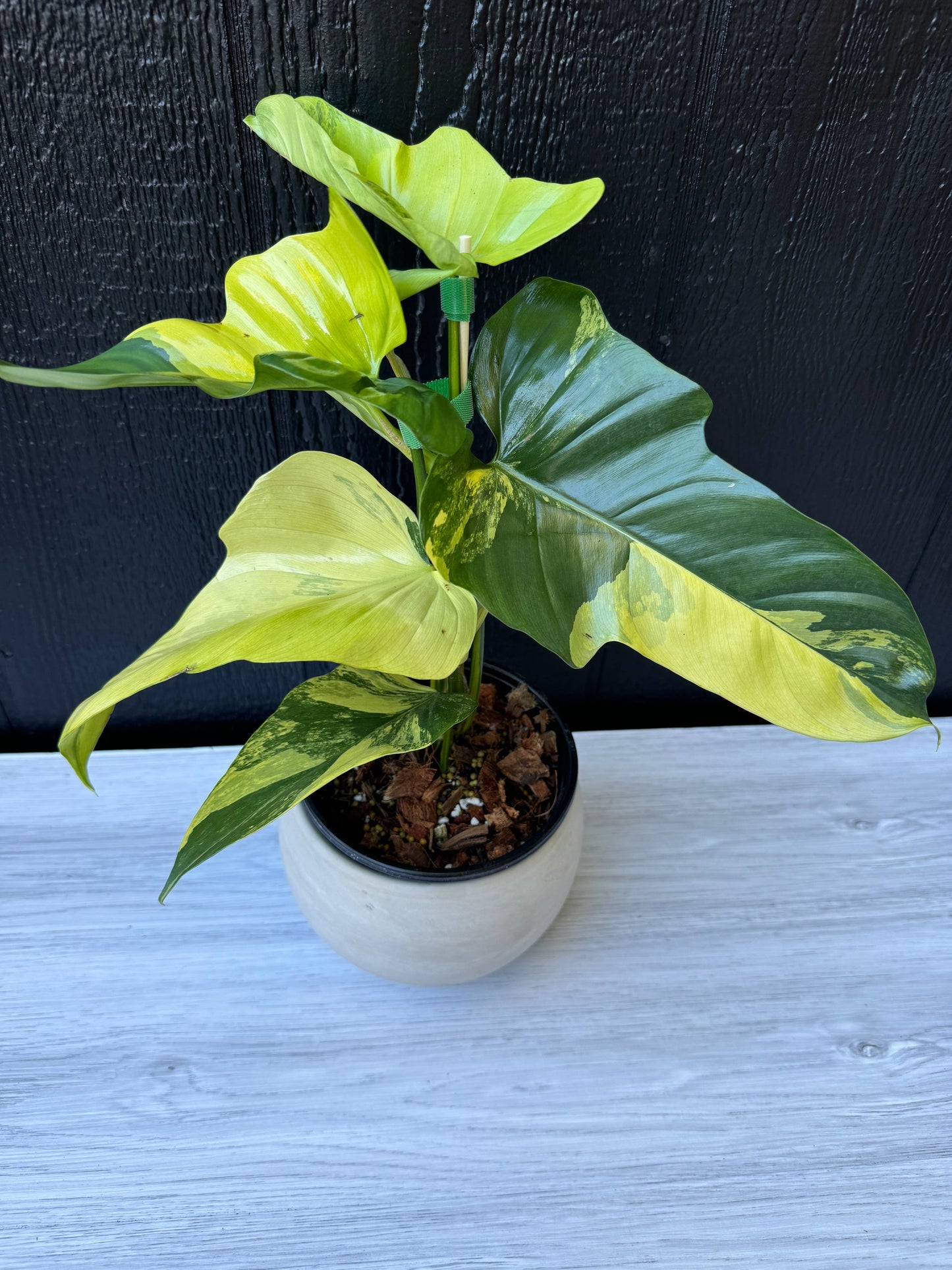 Variegated Golden Violin Philodendron
