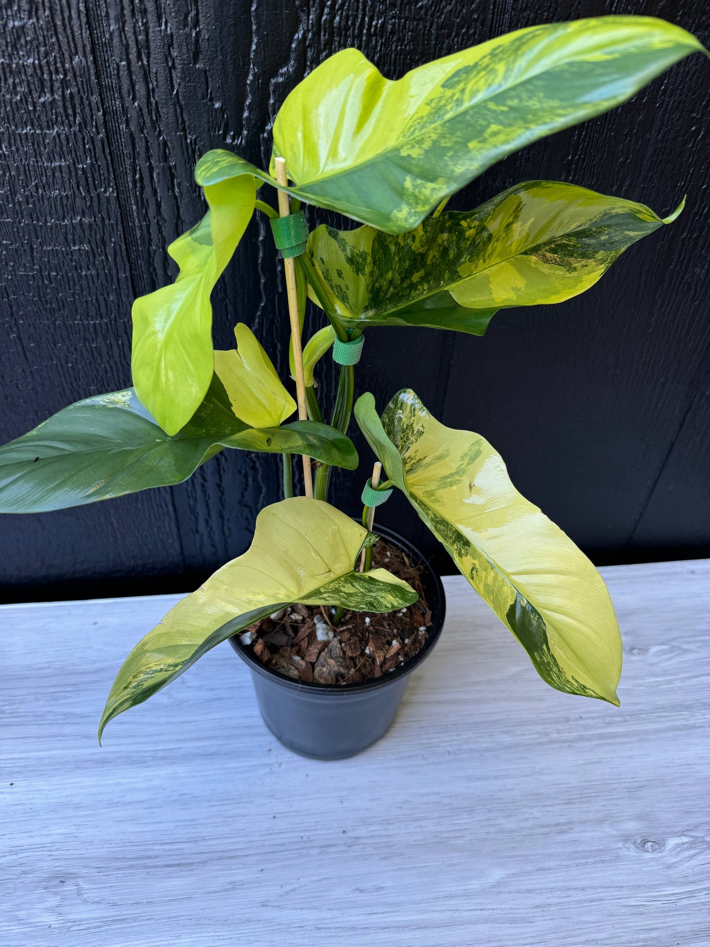 Variegated Golden Violin Philodendron