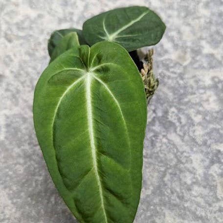 Anthurium Villenaorum