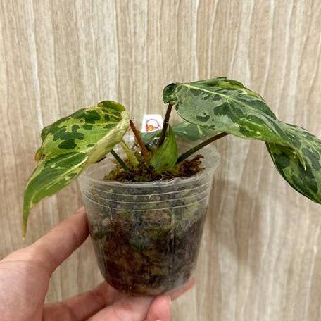 Philodendron Gloriosum Variegated a.k.a "Snow Leopard"
