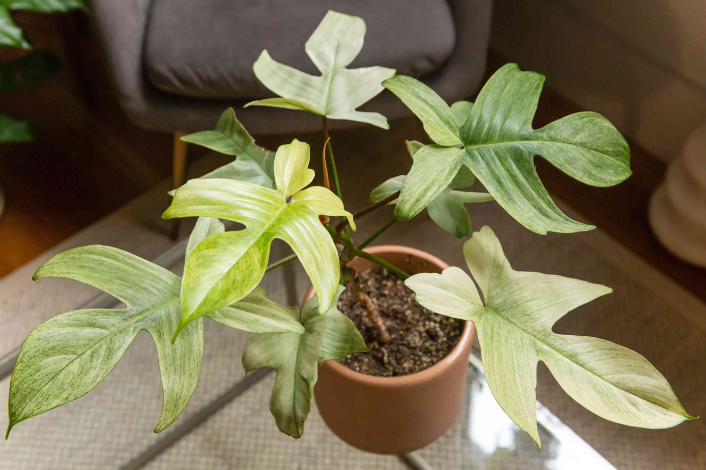 Florida Ghost Mint