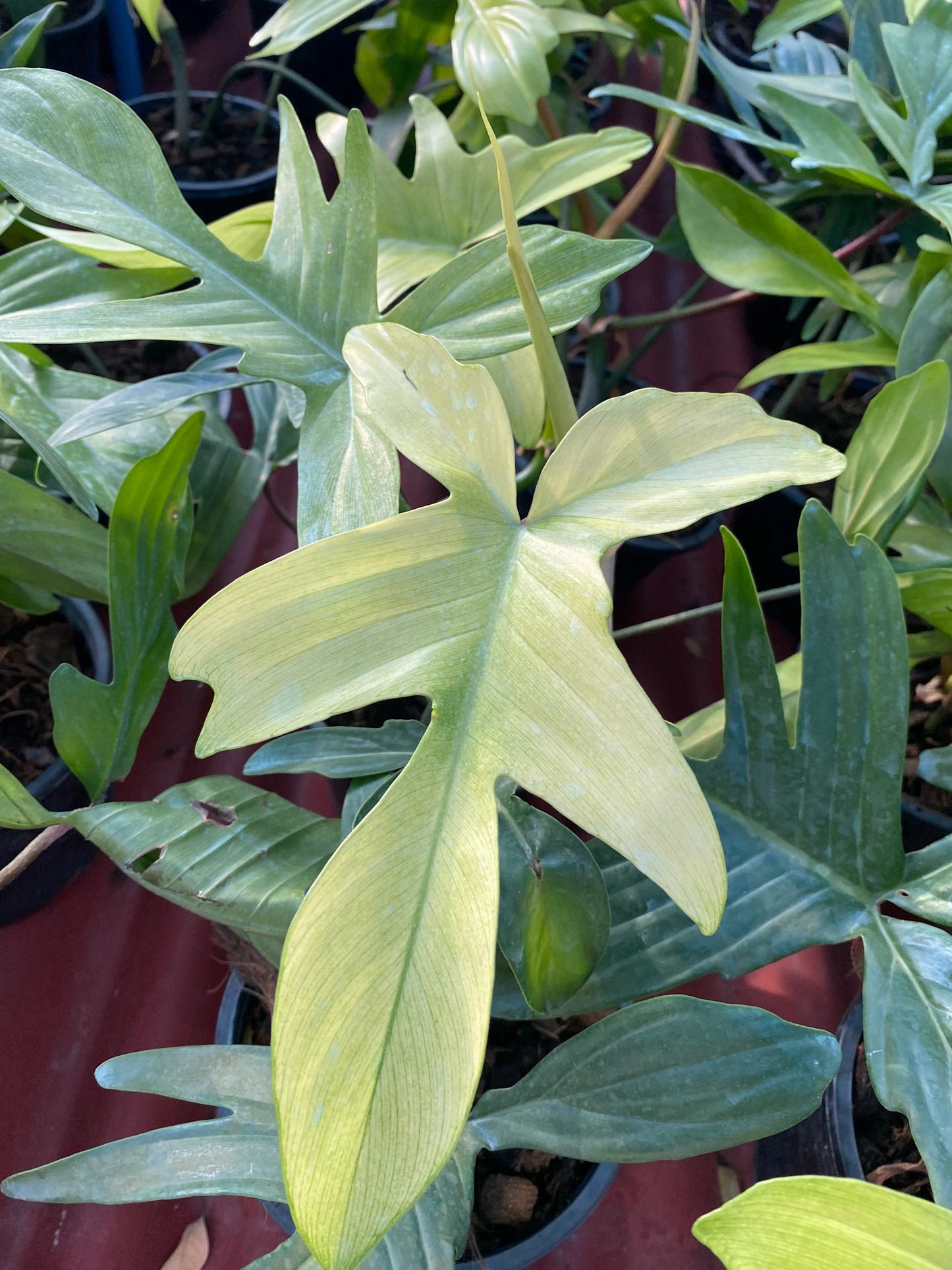 Florida Ghost Mint