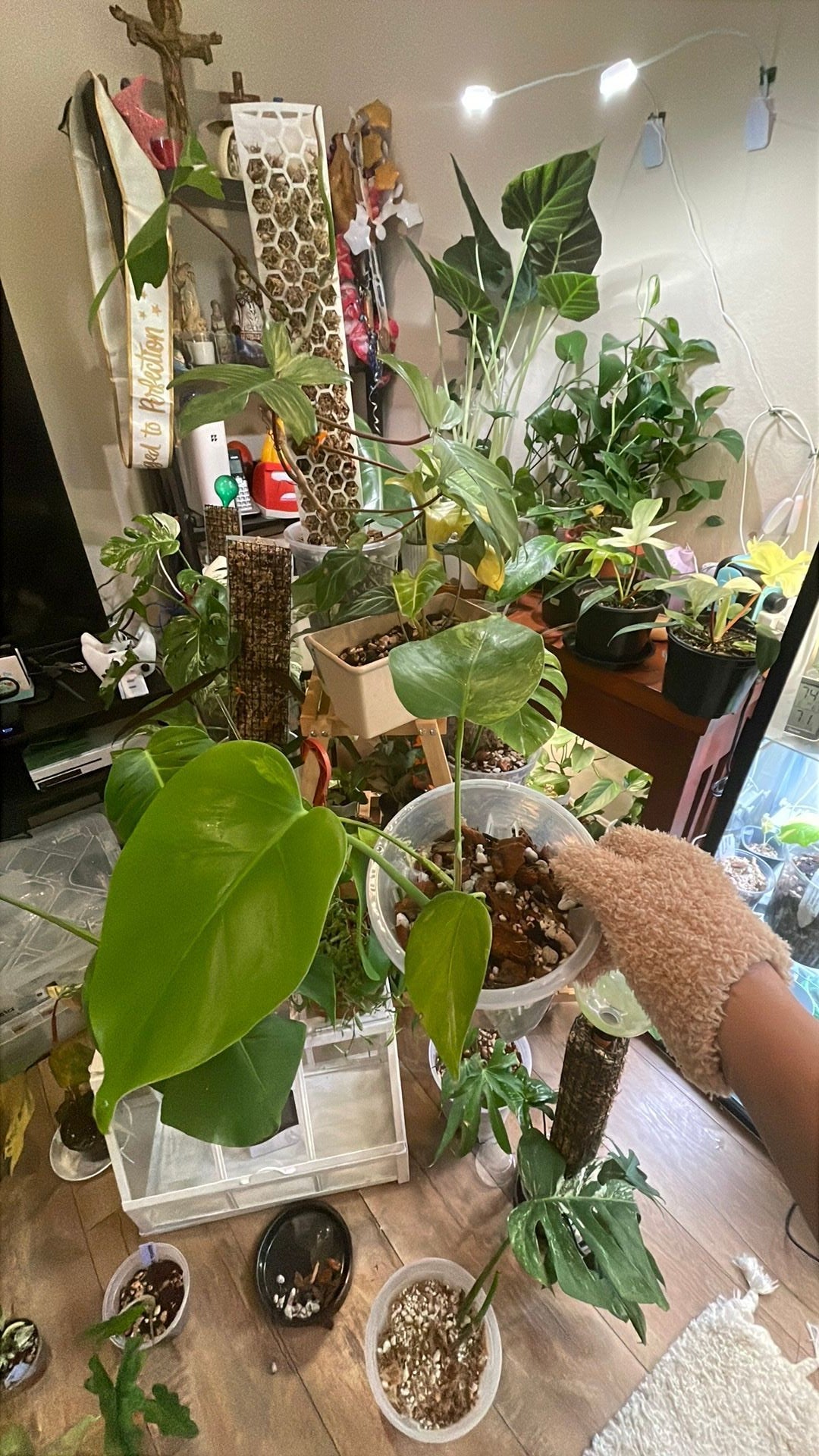 Juvenile Monstera Aurea