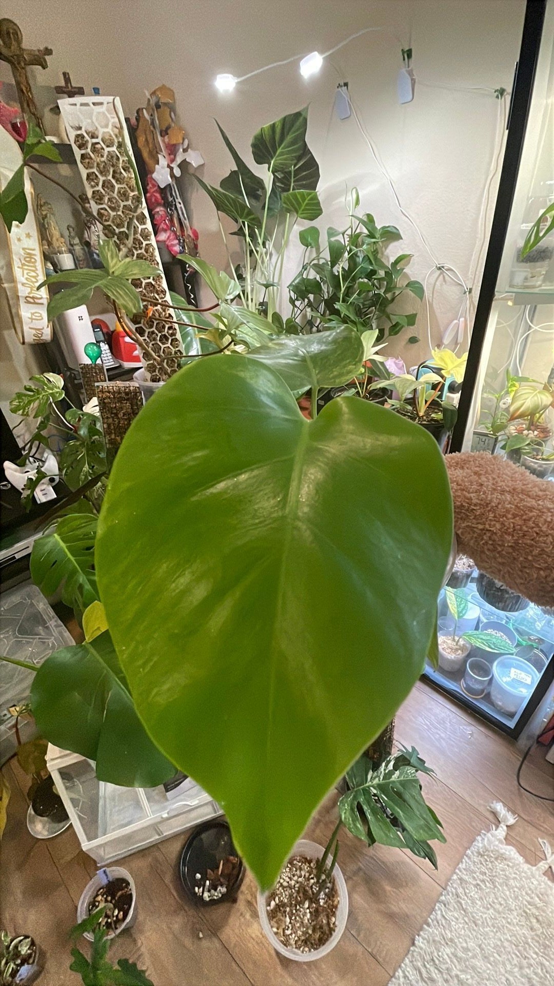 Juvenile Monstera Aurea