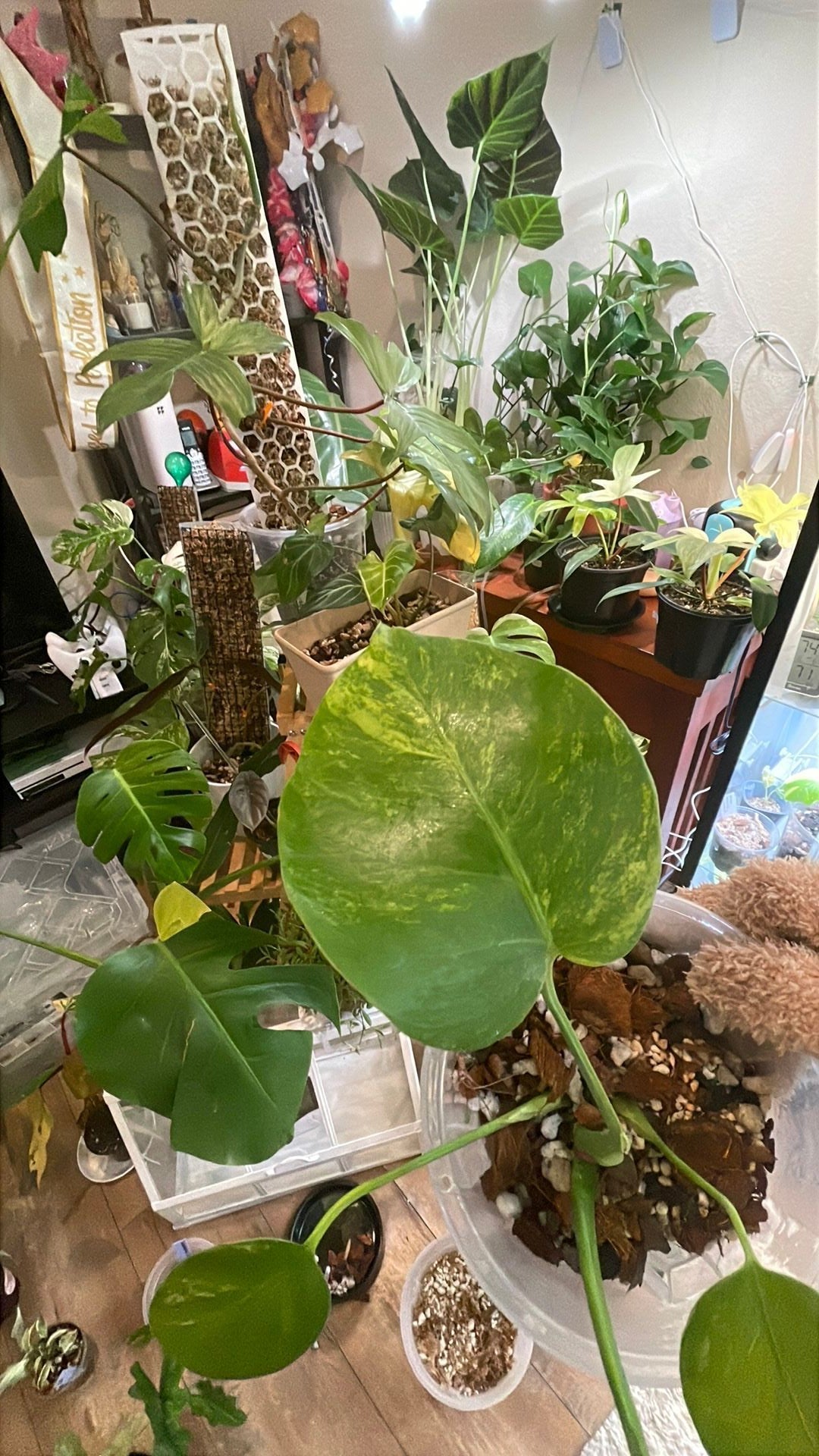 Juvenile Monstera Aurea