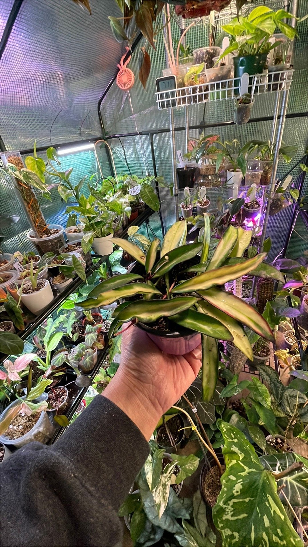 Hoya Wayetii Tricolor