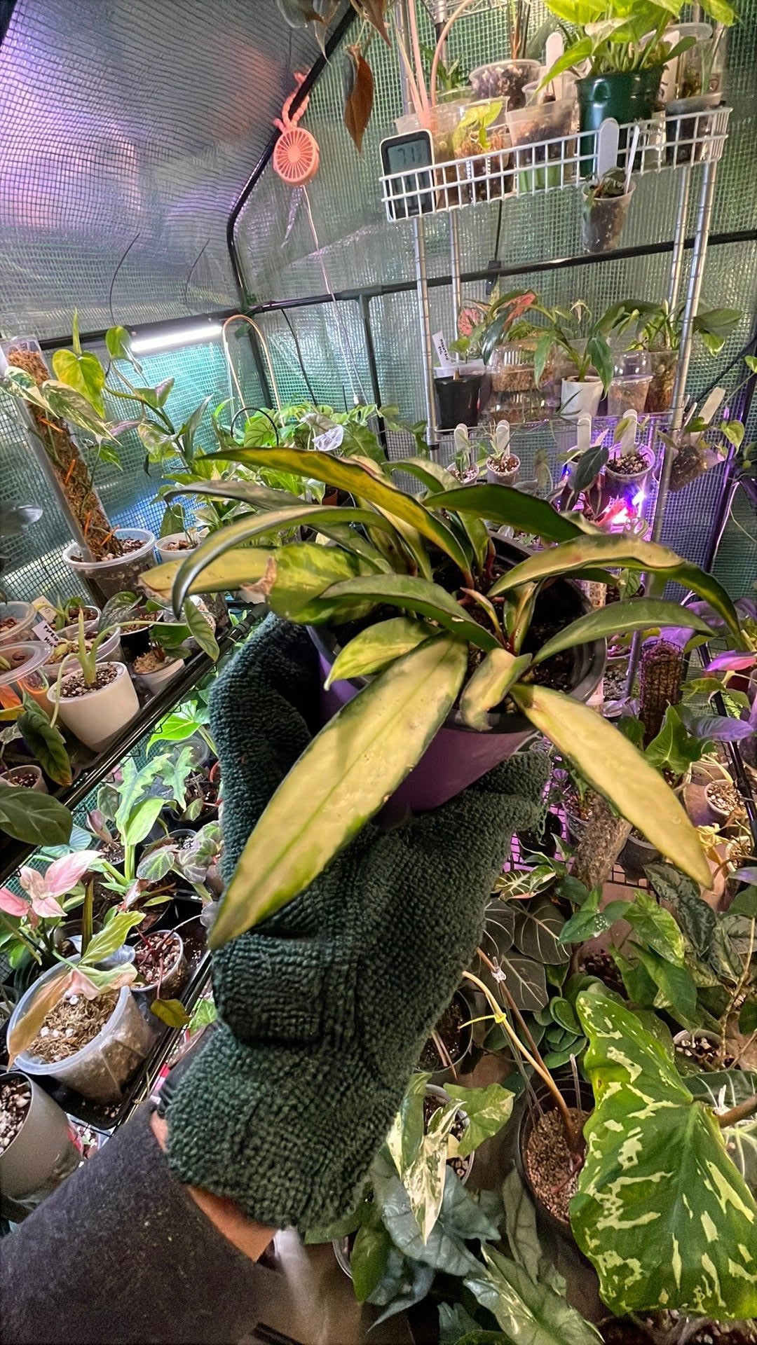 Hoya Wayetii Tricolor