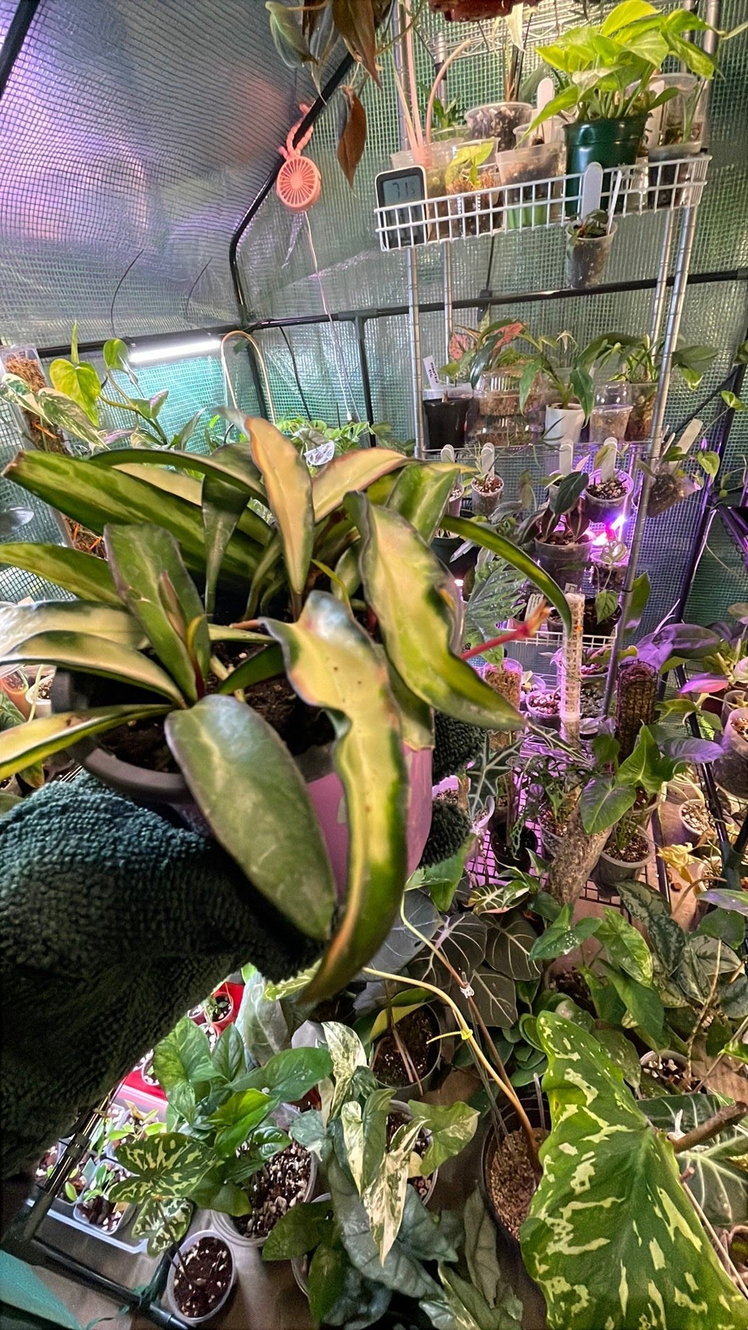 Hoya Wayetii Tricolor