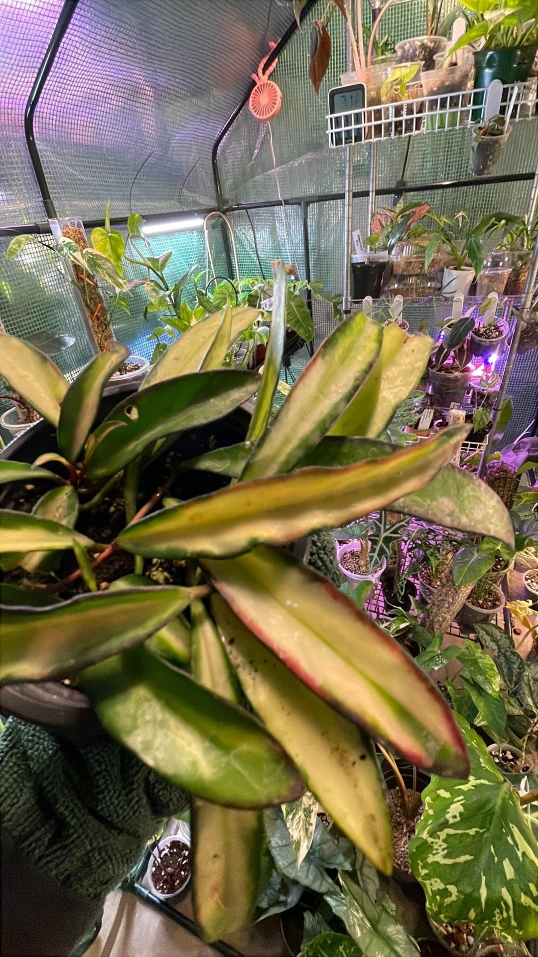 Hoya Wayetii Tricolor