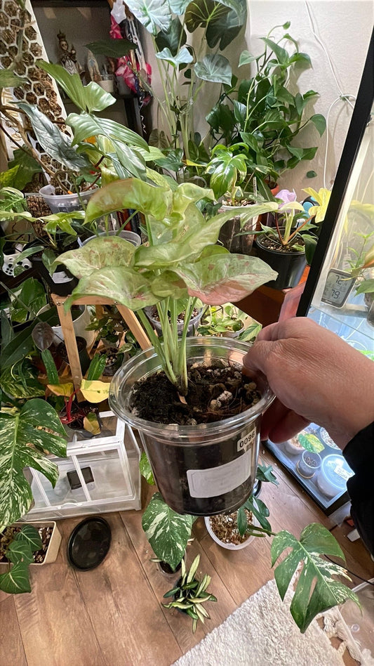Syngonium Milk Confetti