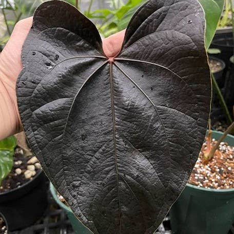 Anthurium "Queen Of Hearts"