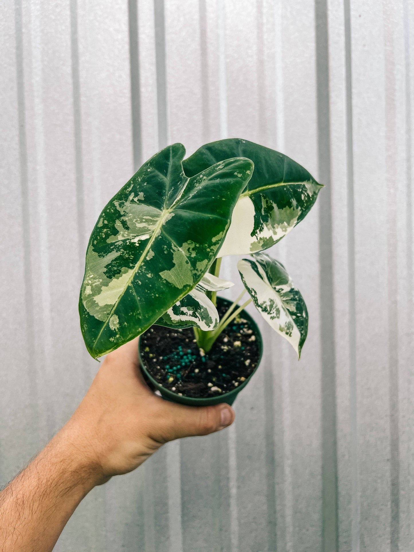 4" Variegated Alocasia 'Frydek'