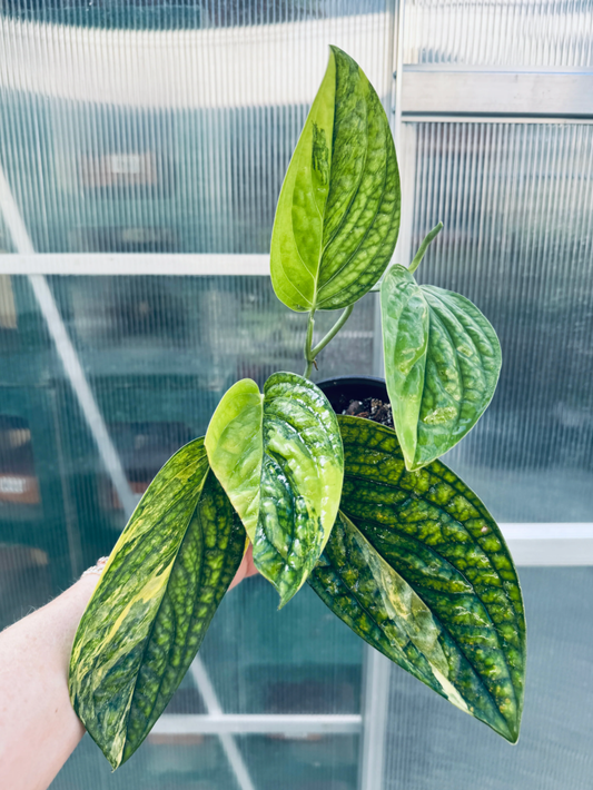 Variegated Monstera Peru