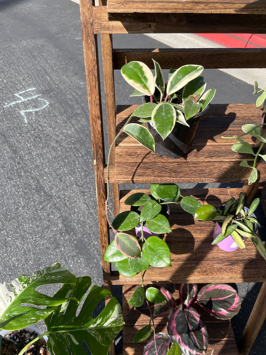 Healthy Hoya Carnosa Variegata - Easy Care Houseplant