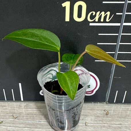 Anthurium "Queen Of Hearts"