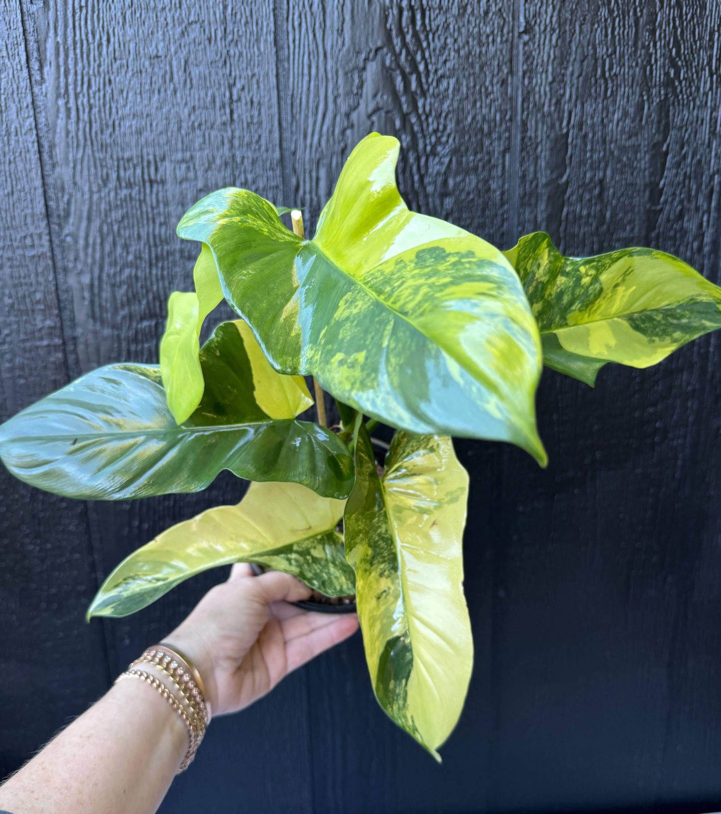 Variegated Golden Violin Philodendron