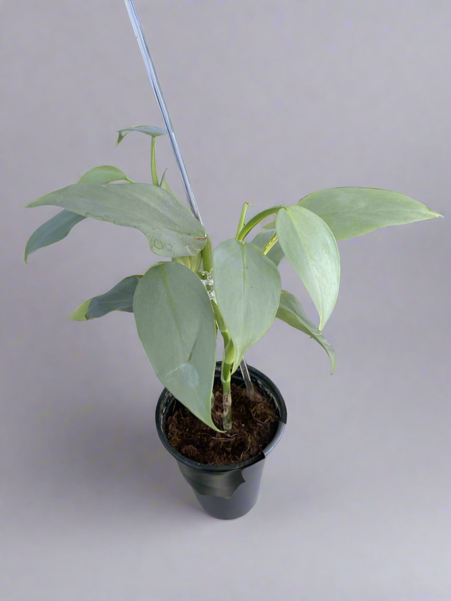 Silver Sword Philodendron