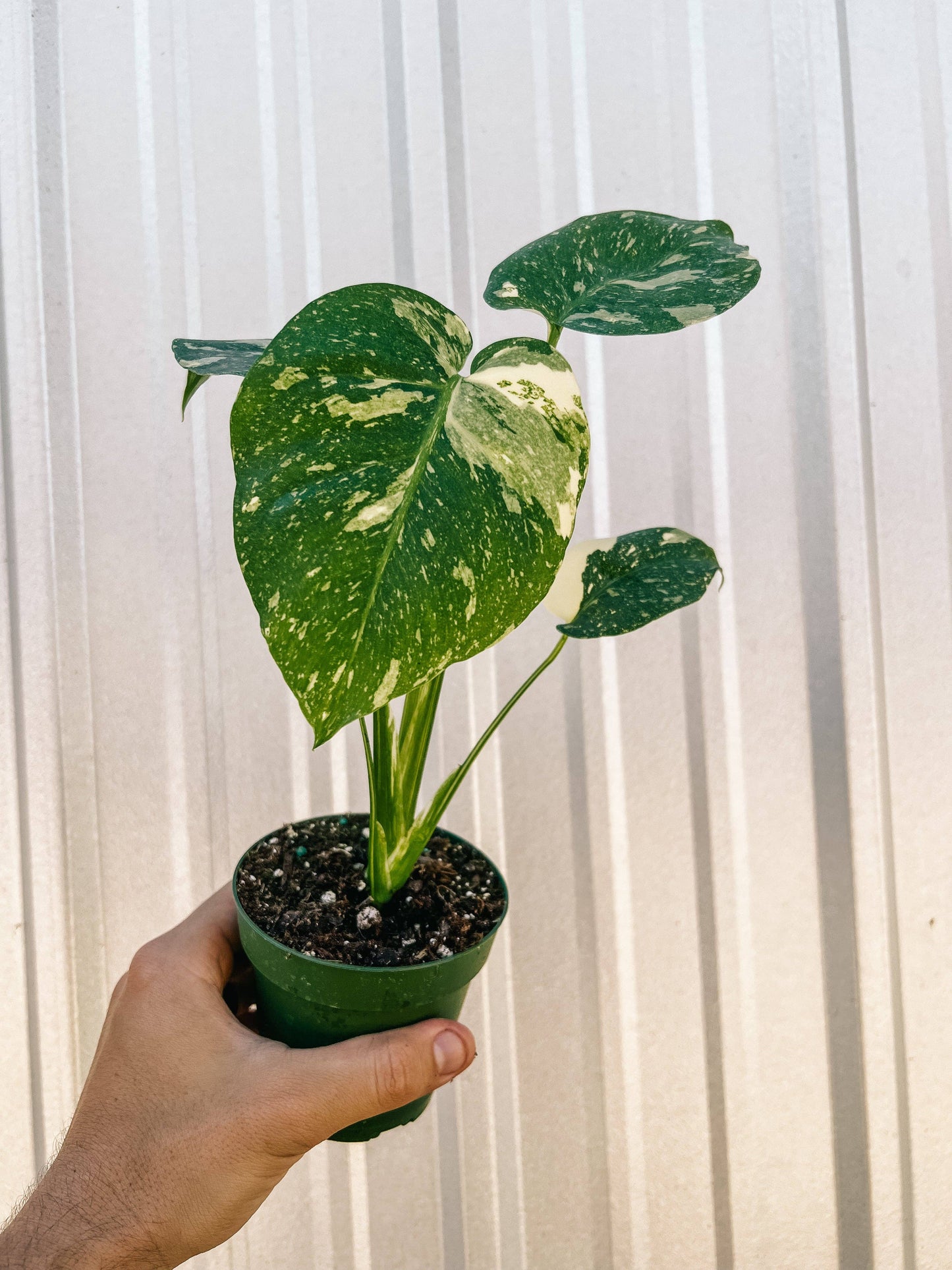 4" Monstera 'Thai Constellation'