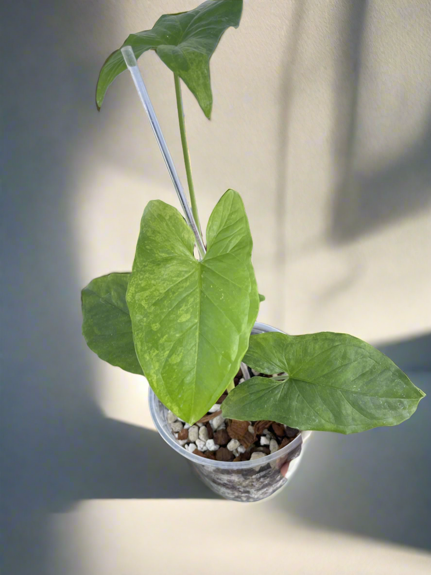 Syngonium Mojito Propagation