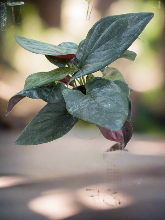 Syngonium Red Arrow
