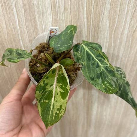 Philodendron Gloriosum Variegated a.k.a "Snow Leopard"