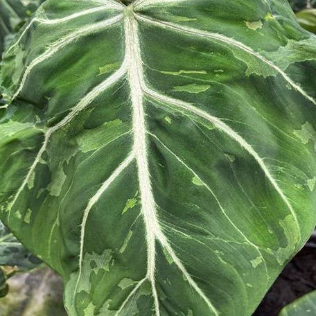 Philodendron Gloriosum Variegated a.k.a "Snow Leopard"