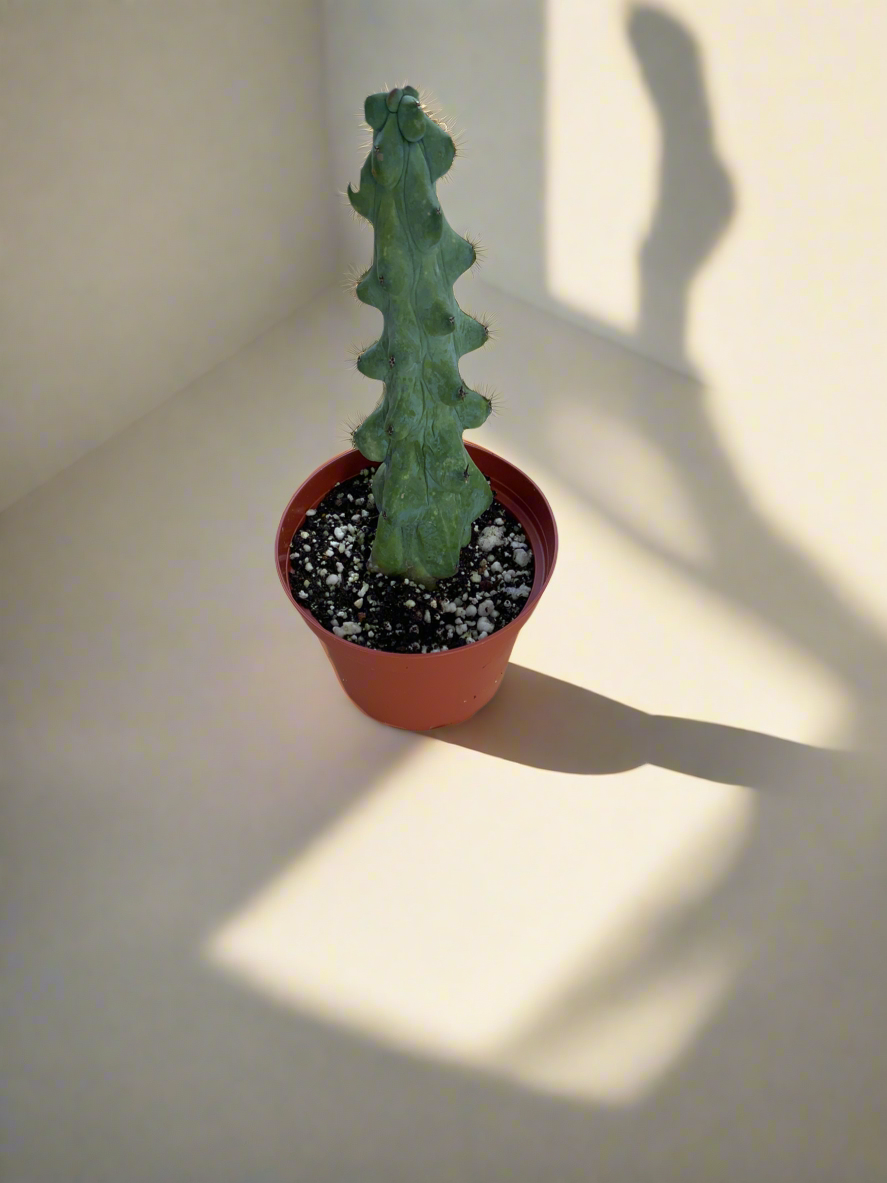 Boobie Cactus