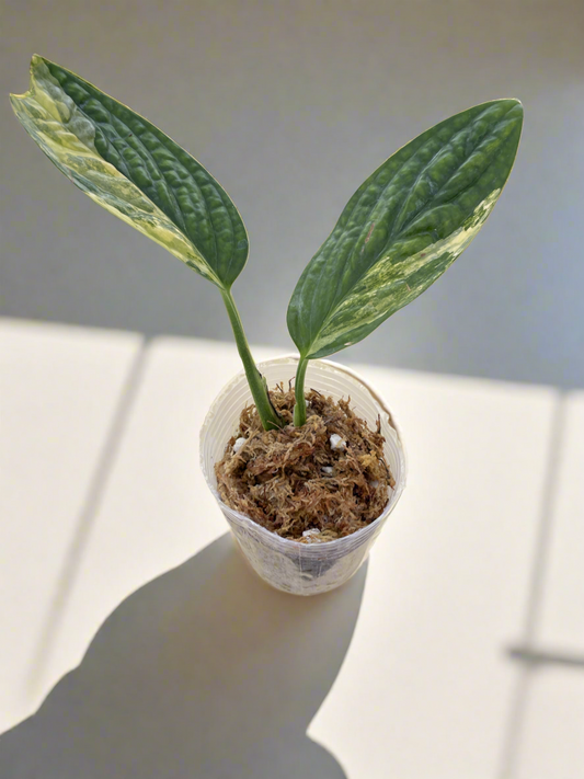 Monstera Peru - Variegated