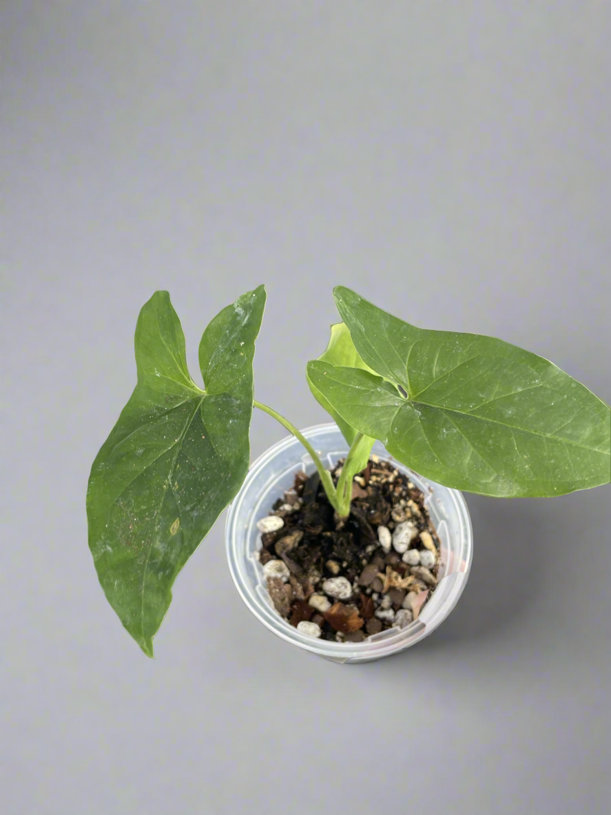 Syngonium Mojito Propagation