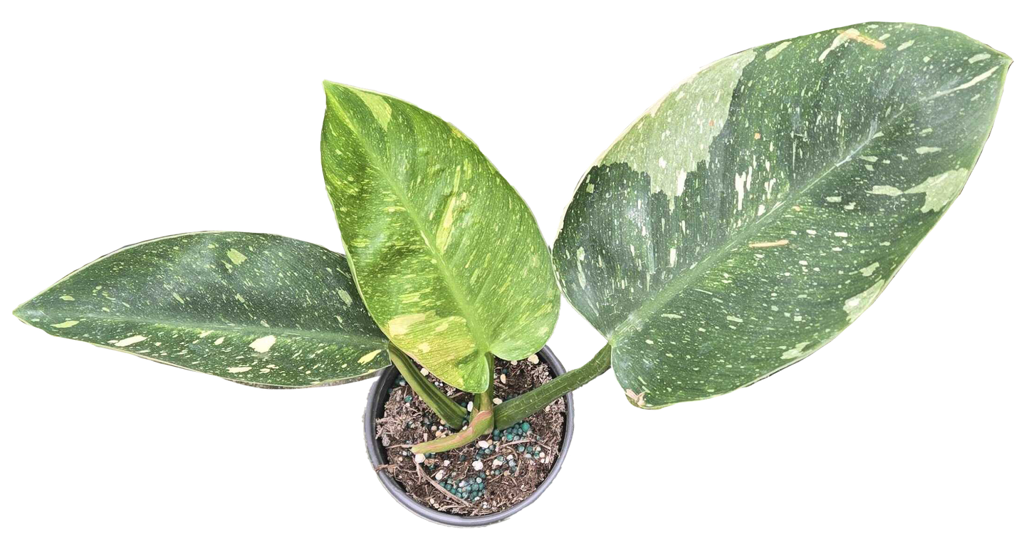 Philodendron Congo Nuclear 4 inch Grower Pot