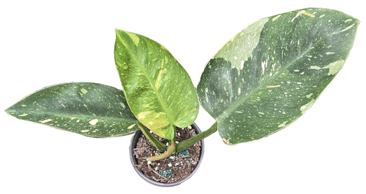 Philodendron Congo Nuclear 4 inch Grower Pot