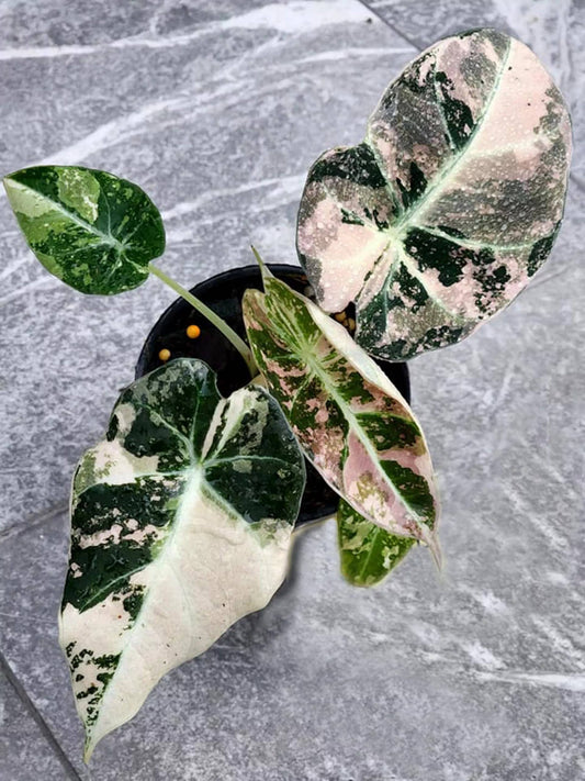 Alocasia reginula "Black Velvet Pink" variegated TC Plantlet