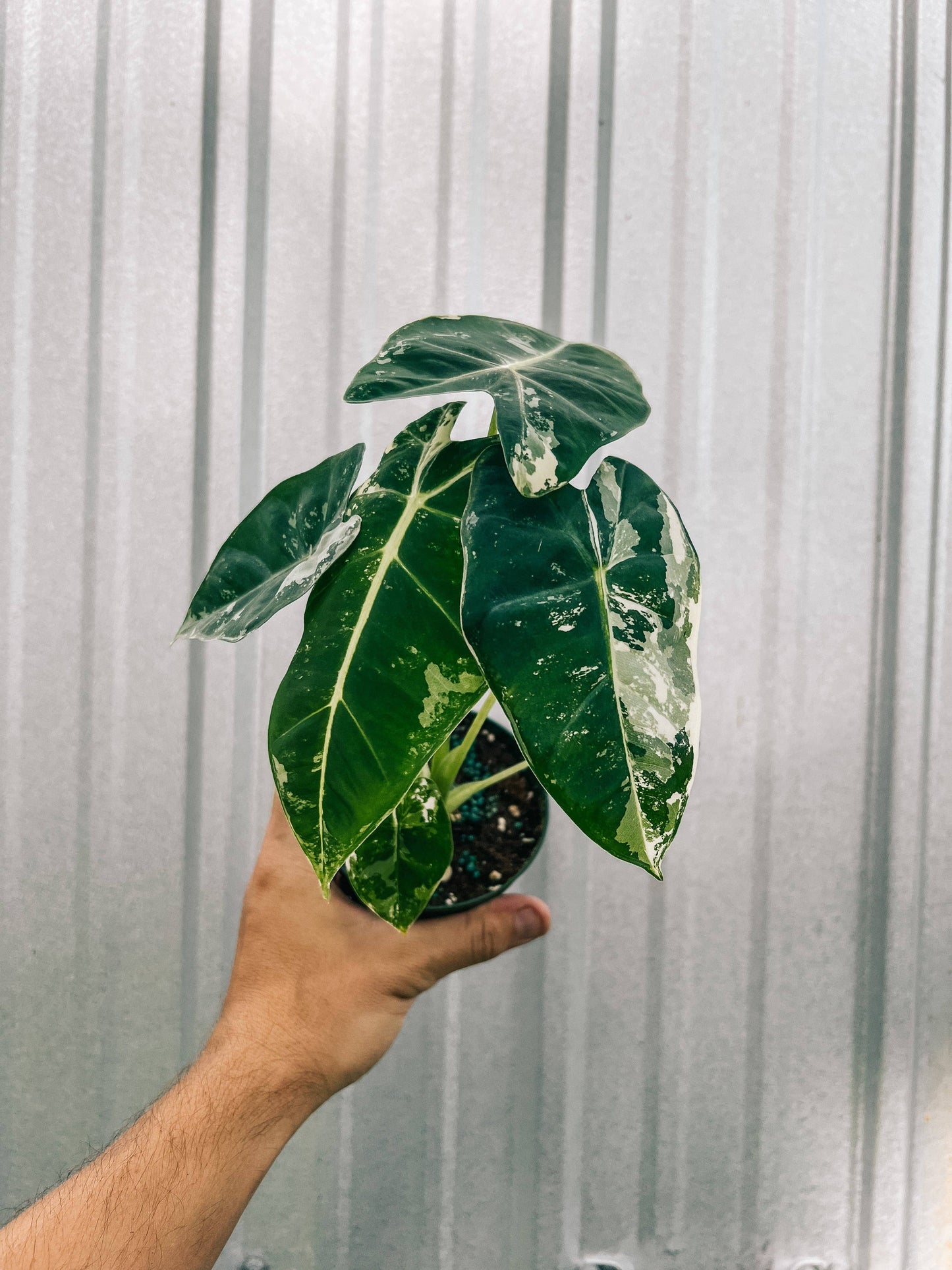 4" Variegated Alocasia 'Frydek'