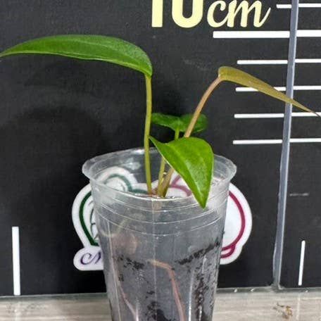 Anthurium "Queen Of Hearts"